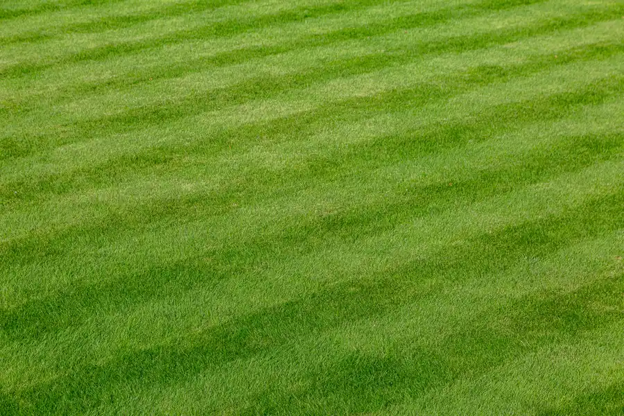 Essential Tips For Choosing A Reliable Lawn Care Service Okeechobee, FL