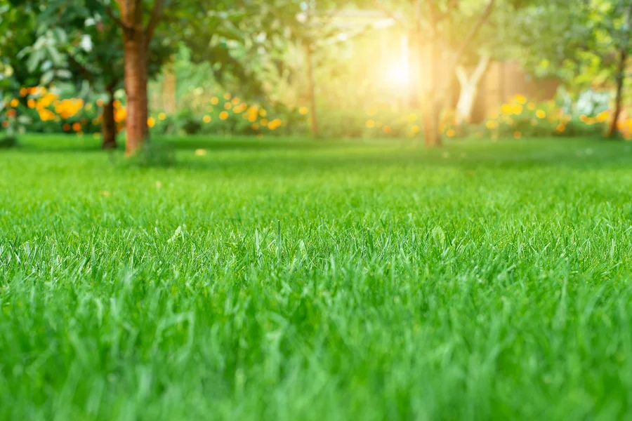 The Importance Of Aeration And Fertilization In Lawn Care Okeechobee, FL